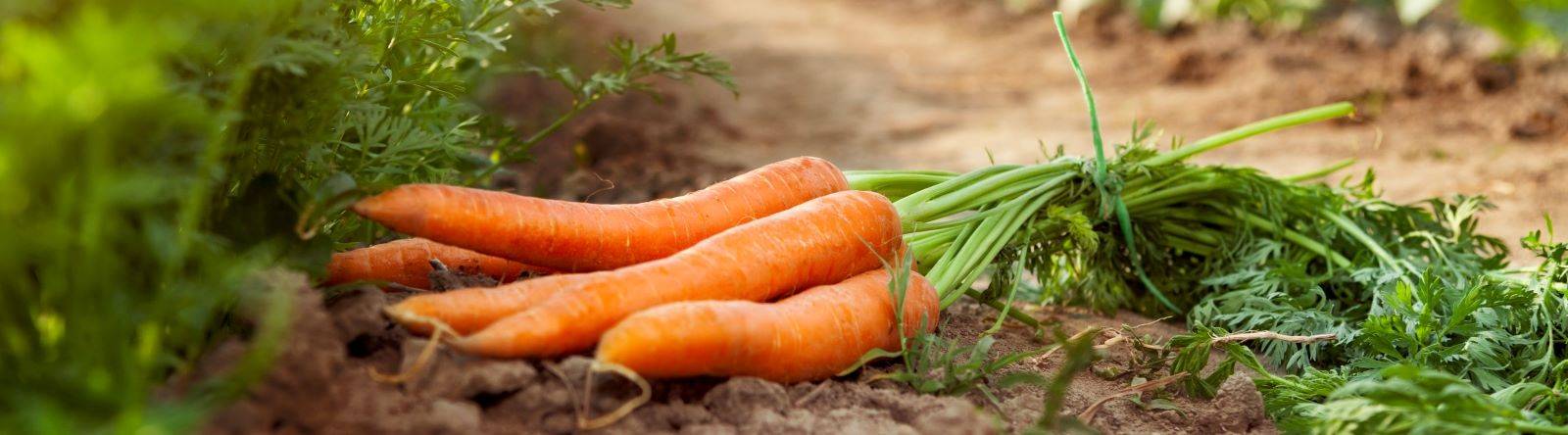 quanto custa imprimir moldes de cenoura em grande quantidade