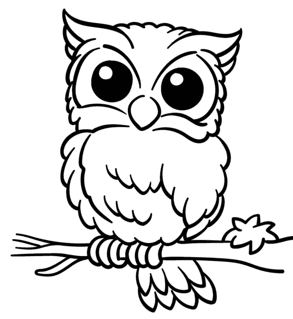 desenhos de corujinhas vs corujas realistas para colorir