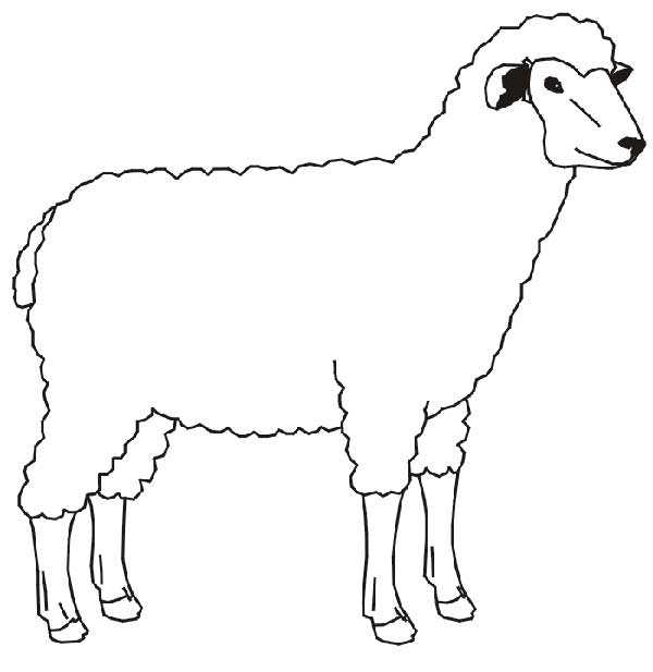 desenho ovelha bíblico