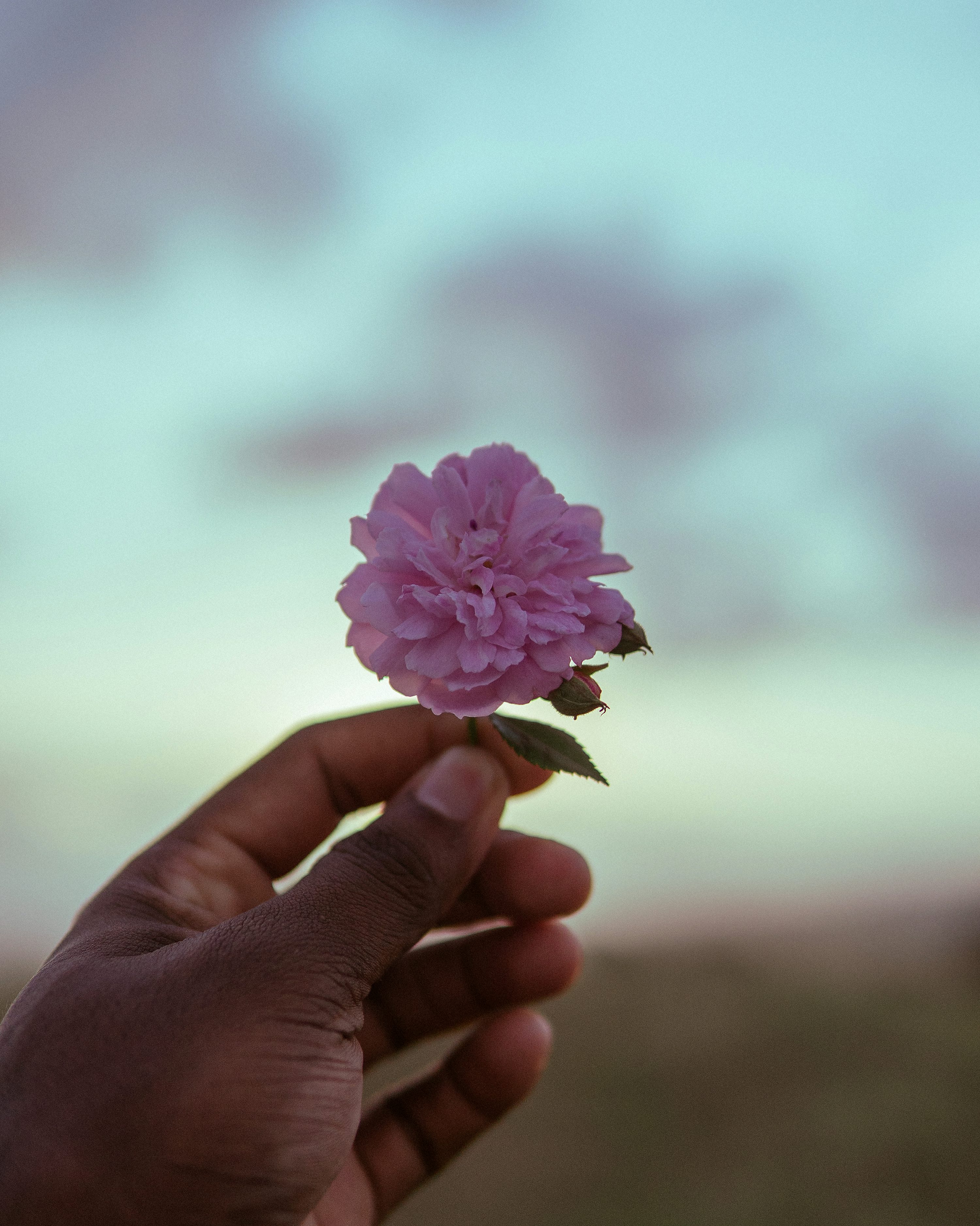 Como Criar um Feed Tumblr Perfeito com Fotos de Flor na Mão