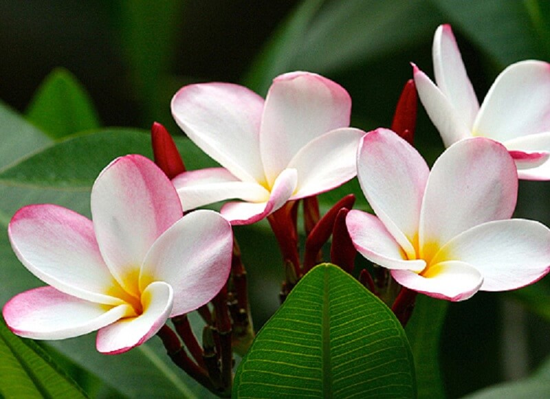 quanto custa comprar flores repolhudas prontas