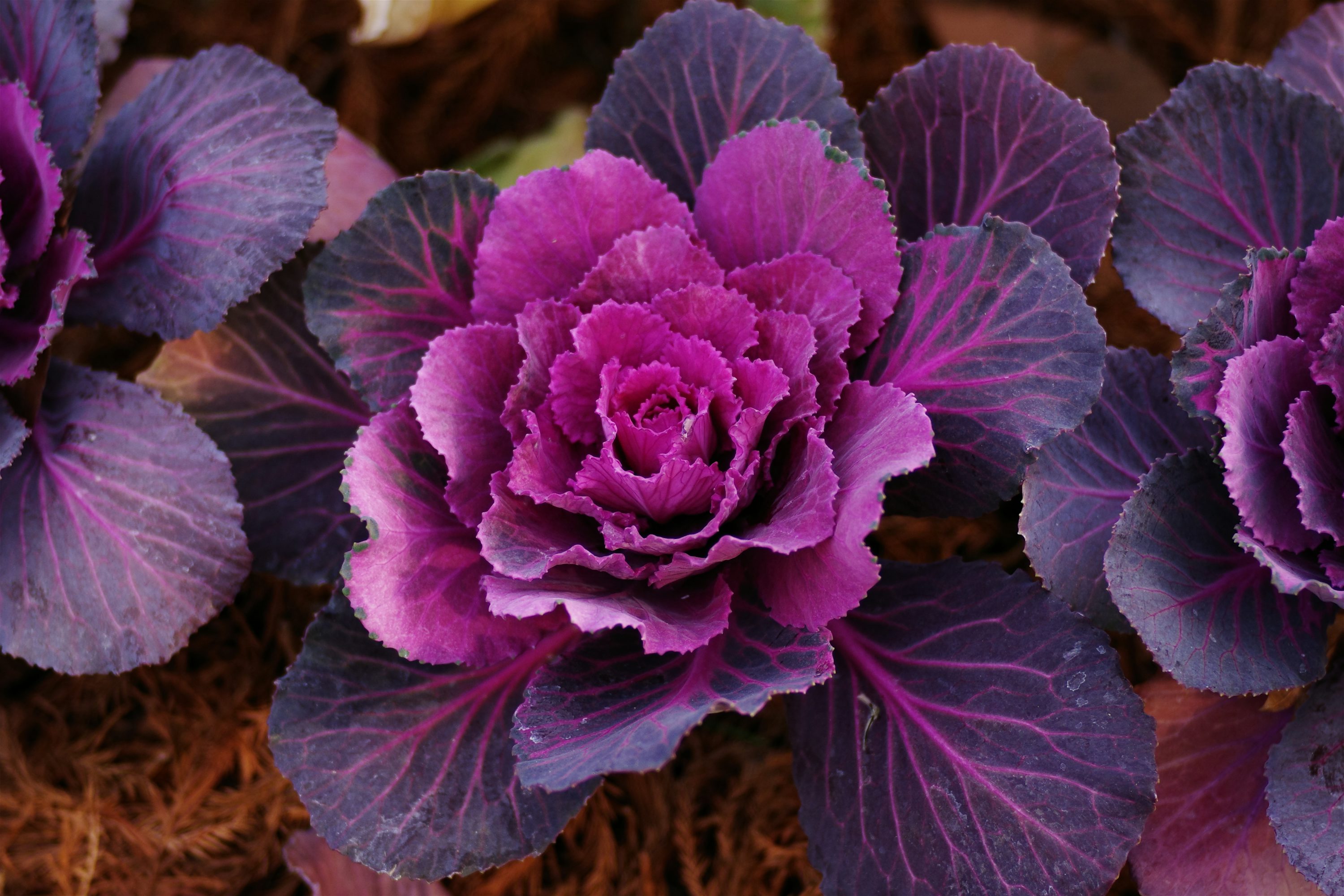 como fazer flor repolhuda de feltro para iniciantes