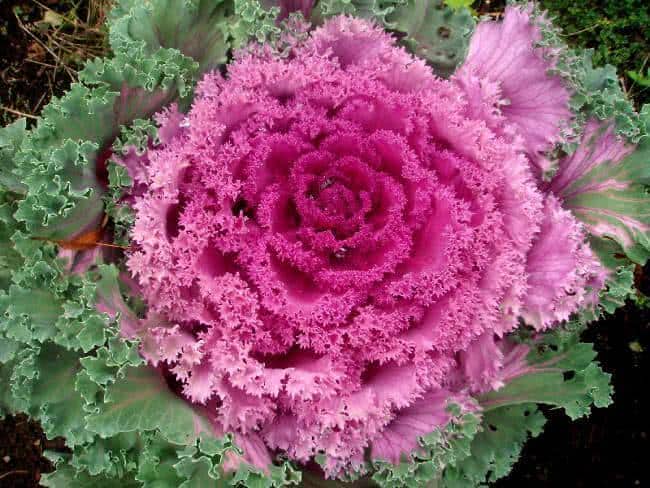 flor repolhuda