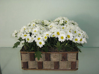 Gipsofila no Casamento: Como Usar o Mosquitinho para uma Decoração Charmosa e Barata