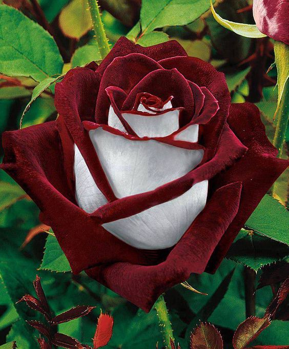 rosas ou orquideas qual escolher para casamento