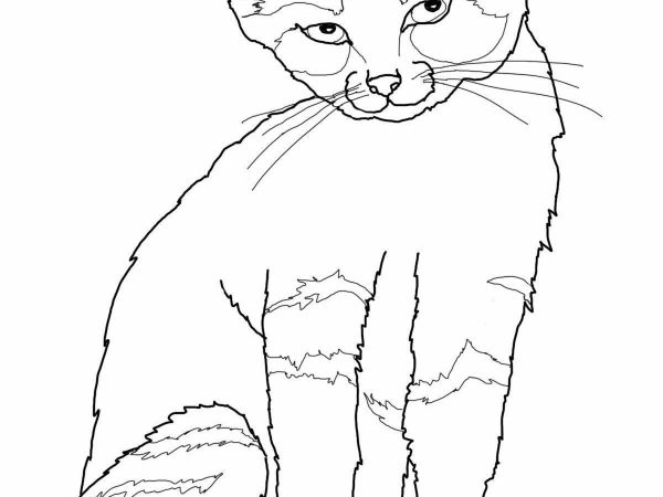 erros comuns ao colorir gato galactico