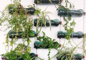 erros comuns horta suspensa garrafa pet