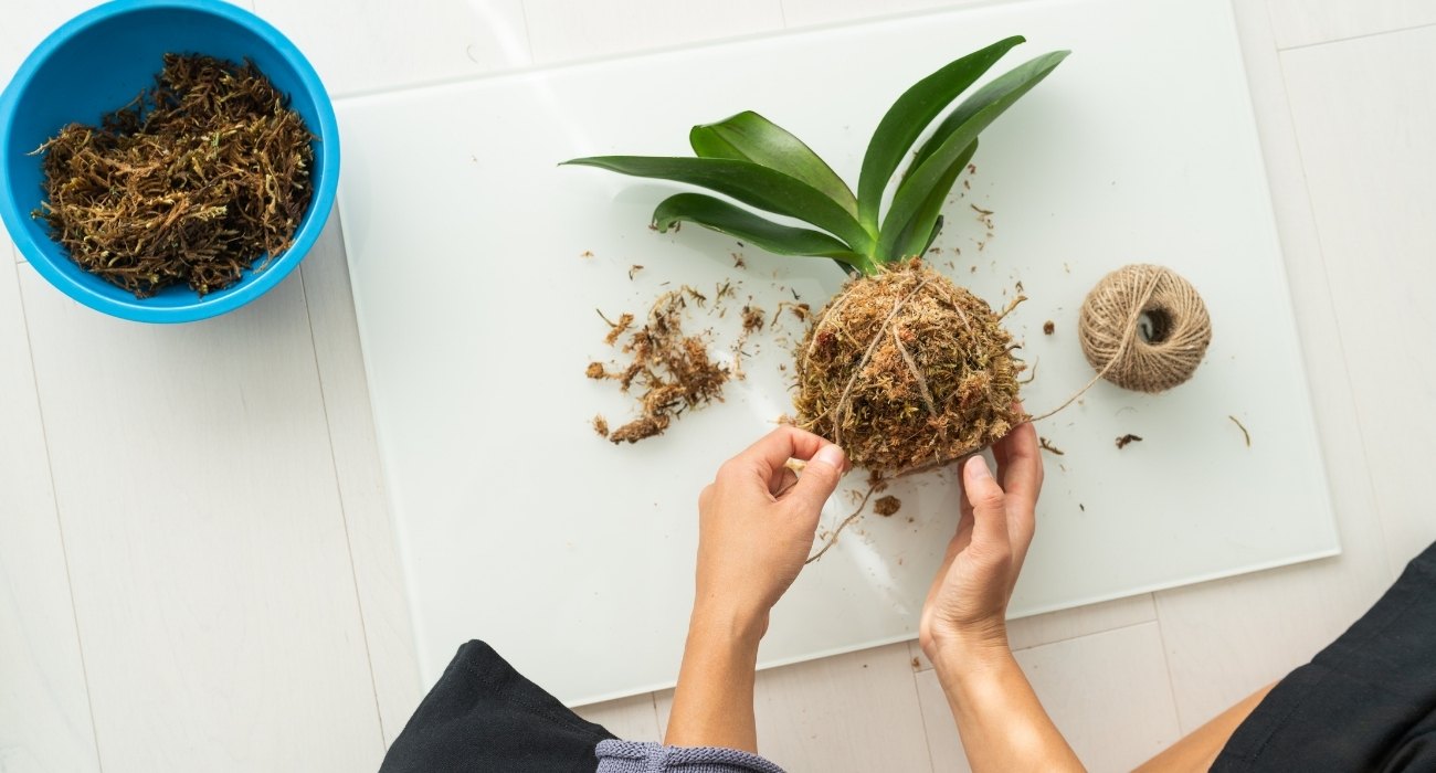 ideias de plantas para kokedama