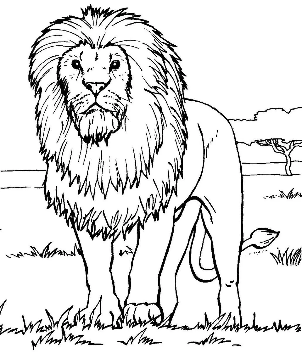 melhores desenhos de leao para colorir