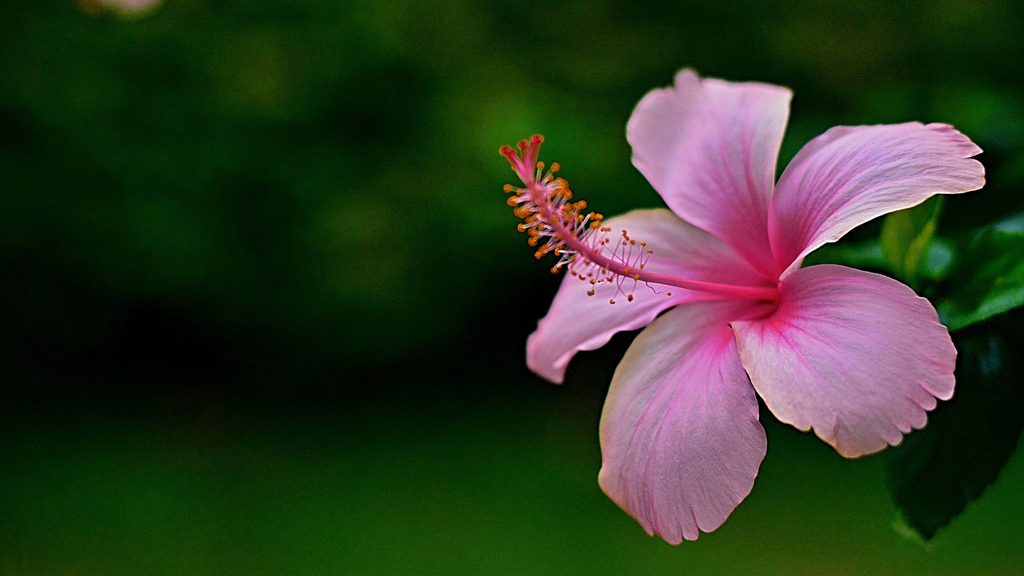 erros comuns ao escolher modelos de flores para jardim