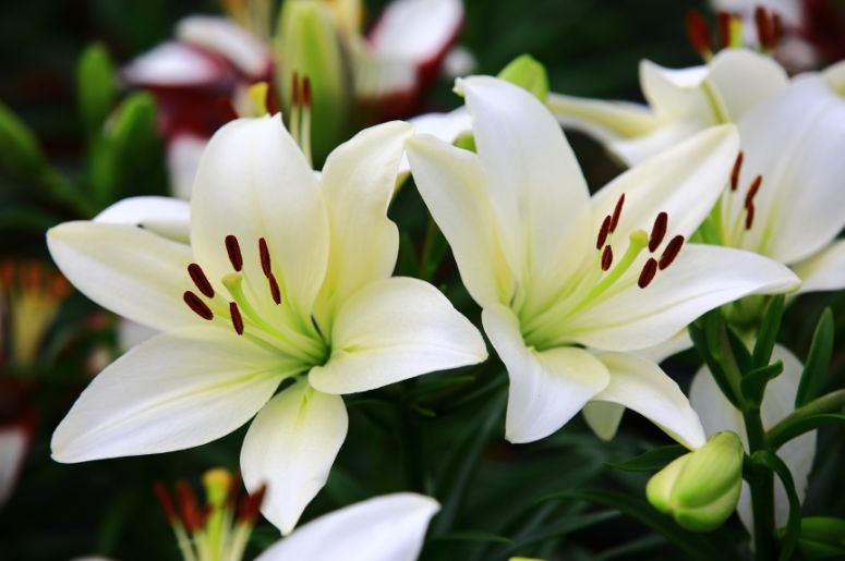 modelos de flores