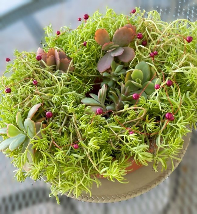 ideias criativas guirlandas natalinas para sua porta