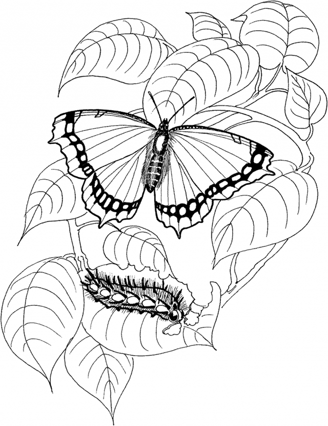 ideias de artesanato com molde de borboleta