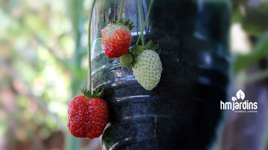 morango em garrafa pet versus vaso tradicional qual a melhor opção