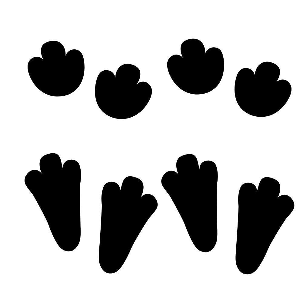 molde patinha coelho