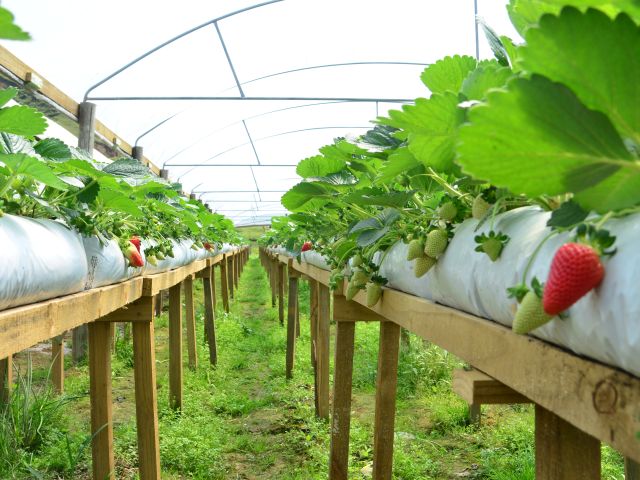 plantação de morango suspensa