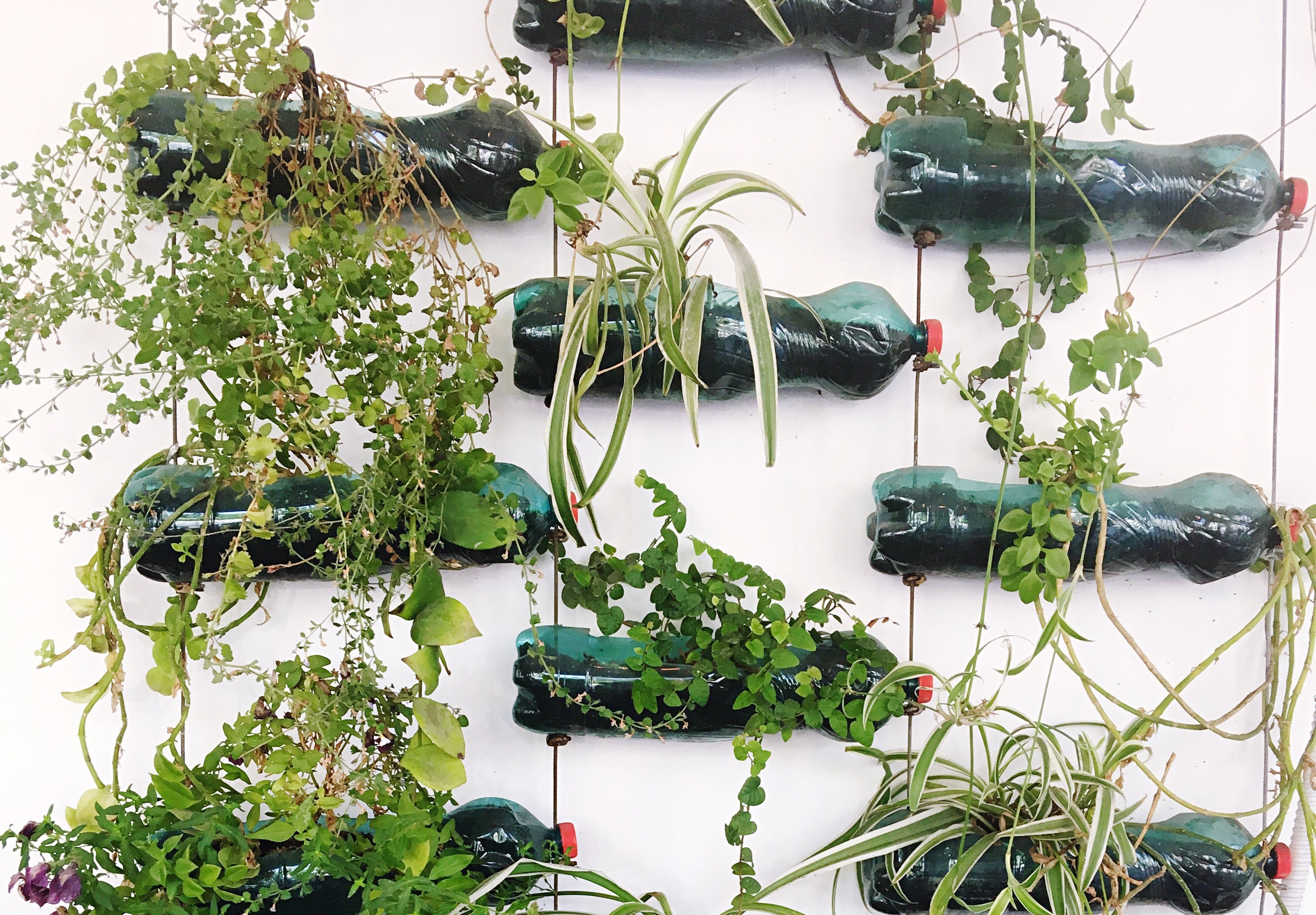 plantas na garrafa pet