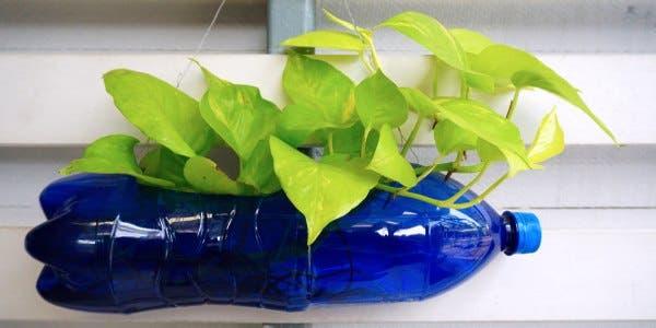 Dicas Essenciais para o Sucesso da Sua Horta em Garrafas PET