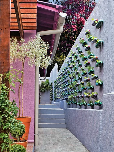 plantas na garrafa pet