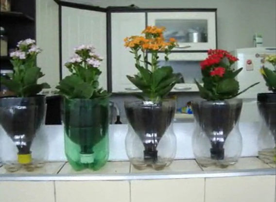 As Melhores Plantas para Cultivar em Hortas Verticais de Garrafa PET