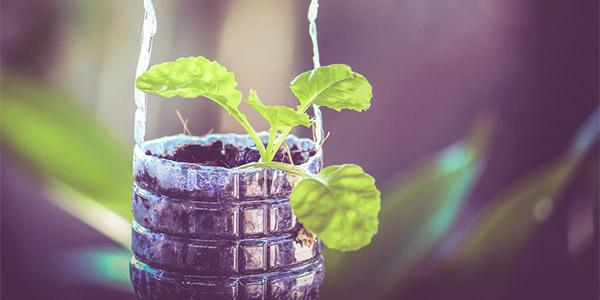 Transforme Garrafas PET em um Jardim Produtivo: Ideias Criativas