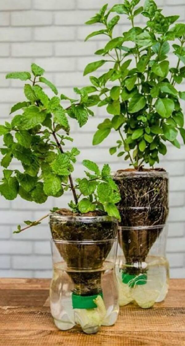 As Melhores Plantas para Cultivar em Hortas Verticais de Garrafa PET