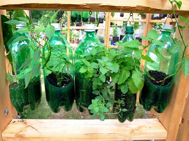 As Melhores Plantas para Cultivar em Hortas Verticais de Garrafa PET