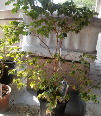 plantas na garrafa pet