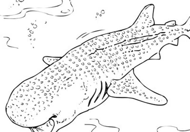 quanto custa comprar desenhos de tubarão para colorir