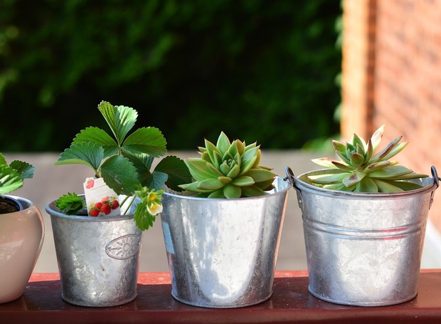 vaso ceramico vs vaso de cimento qual escolher