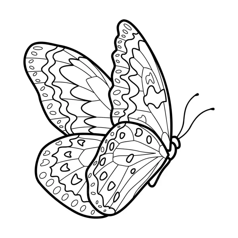 desenhos de borboleta para pintar