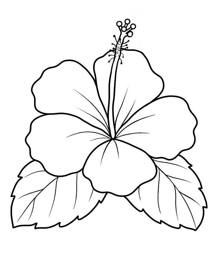 flores para imprimir e colorir
