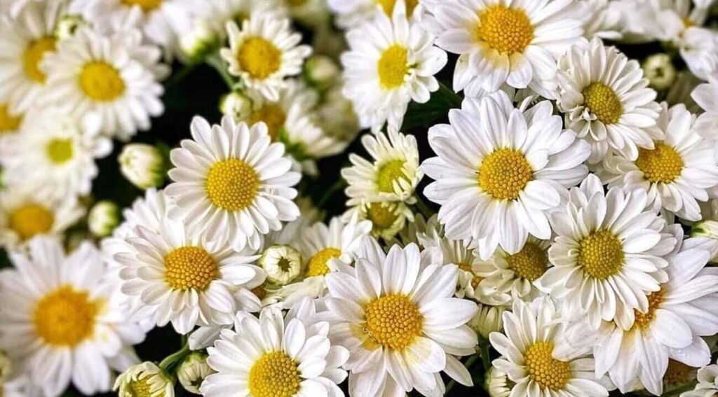 Florzinha personalidade