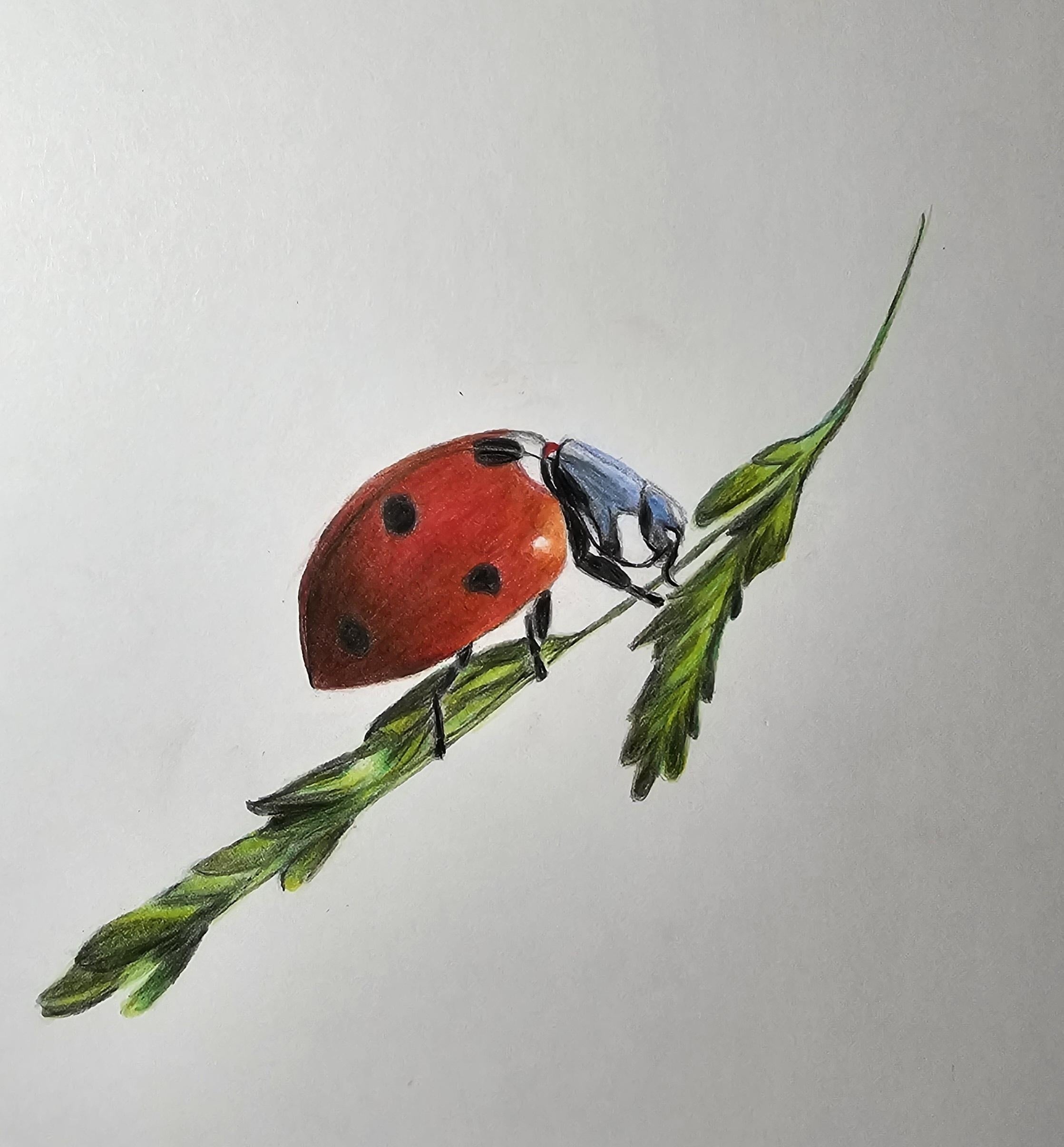 lápis para desenho realista