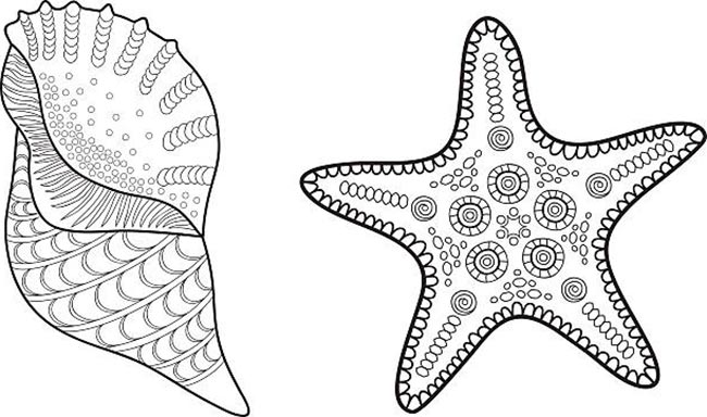molde estrela do mar eva