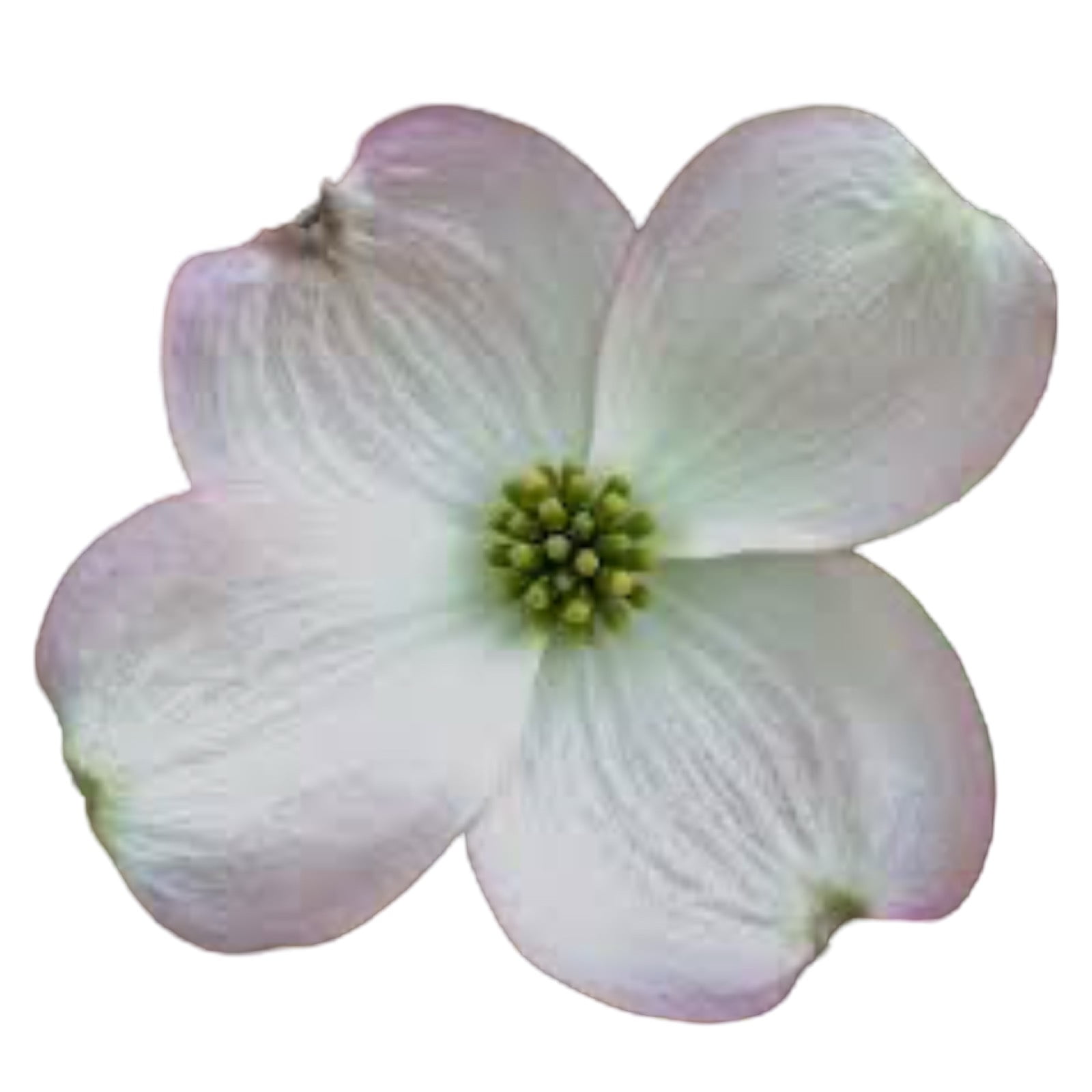 molde flor tulipa