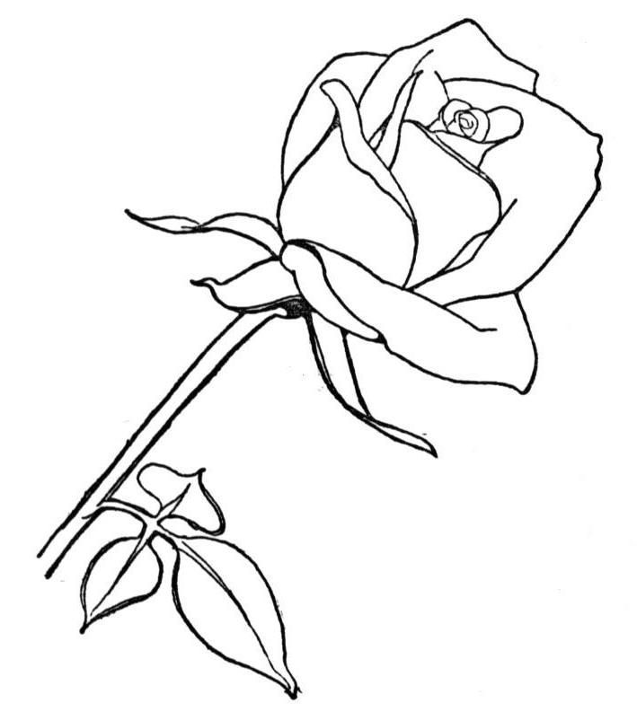 riscos para pintura em tecido grátis flores